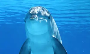 Uśmiechnięty delfin pływa w błękitnych wodach, pokazując, gdzie żyją delfiny.