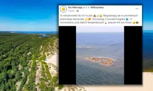 Gdzie zobaczyć foki nad Bałtykiem? Najlepsze miejsca i porady