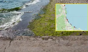 Gdzie sinice nad morzem? Mapa pokazuje miejsca z zakwitem sinic wzdłuż wybrzeża Bałtyku, od Gdyni po Gdańsk.