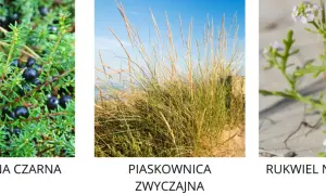 Jakie rośliny rosną nad morzem bałtyckim? Odkryj niezwykłą florę