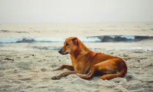 Brązowy piesek odpoczywa na piaszczystej plaży, ciesząc się wakacjami nad morzem.