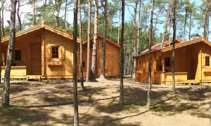 Drewniane domki w lesie, idealne na tanie noclegi blisko morza. Słońce przebija się przez sosny, tworząc cienie na ziemi.