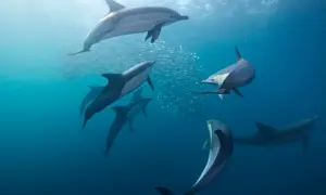 Stado delfinów, być może delfinów zwyczajnych, poluje na ławicę ryb. Różne gatunki delfinów żyją w oceanach.