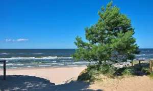 Piękny dzień na plaży w Ostrowie nad morzem. Jasny piasek, szum fal i sosna tworzą idealny krajobraz.