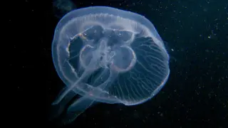 Przezroczysta meduza w ciemnej wodzie. Czy meduzy w Bałtyku są groźne? Ta delikatna galaretka nie stanowi zagrożenia.