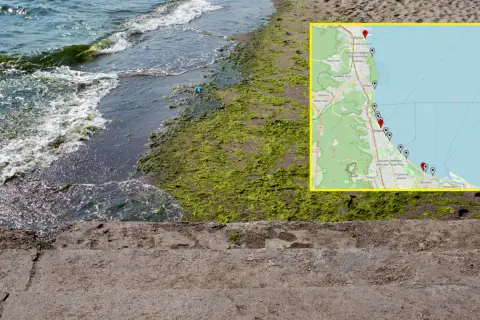 Gdzie sinice nad morzem? Mapa pokazuje miejsca z zakwitem sinic wzdłuż wybrzeża Bałtyku, od Gdyni po Gdańsk.