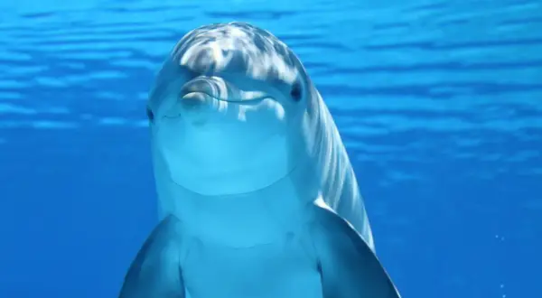 Uśmiechnięty delfin pływa w błękitnych wodach, pokazując, gdzie żyją delfiny.
