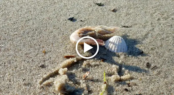Martwa krewetka i muszla na piaszczystej plaży.