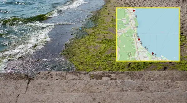 Gdzie sinice nad morzem? Mapa pokazuje miejsca z zakwitem sinic wzdłuż wybrzeża Bałtyku, od Gdyni po Gdańsk.