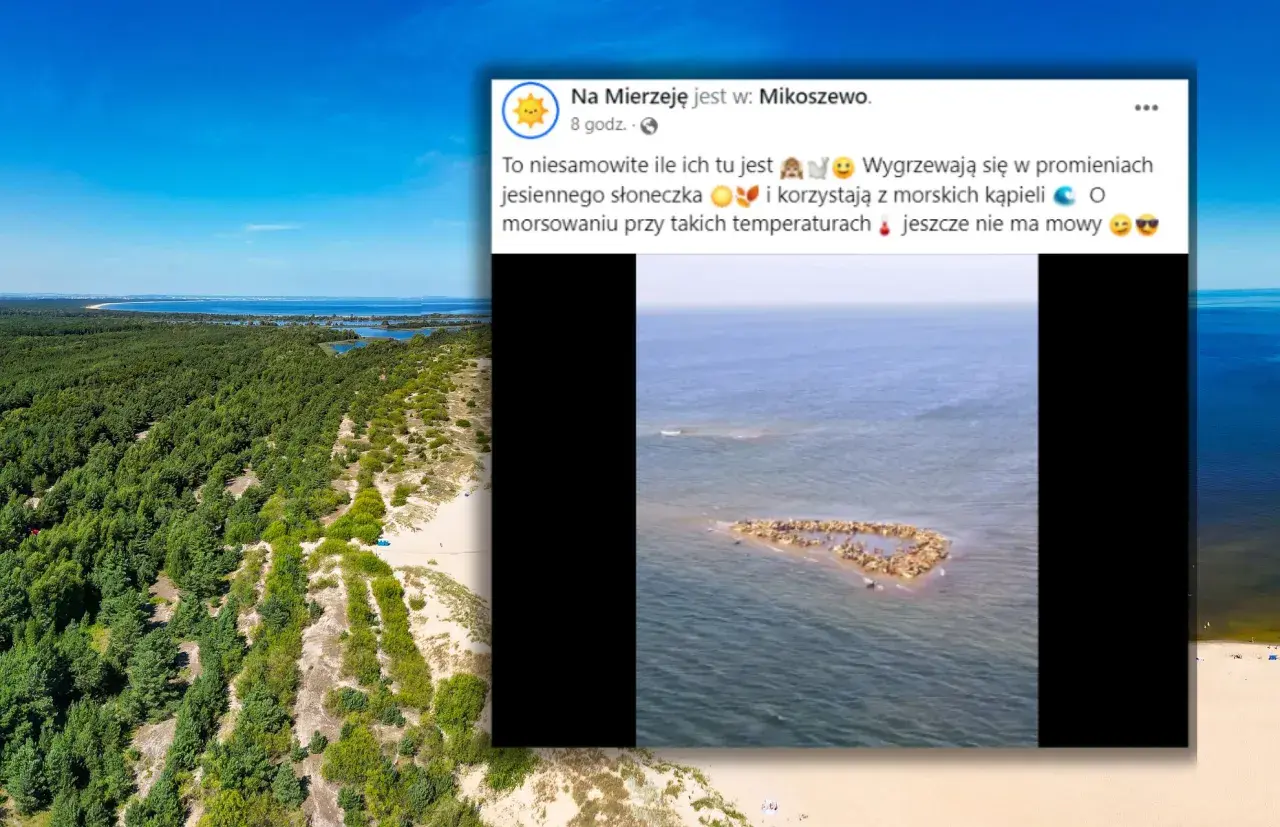 Gdzie zobaczyć foki nad Bałtykiem? Najlepsze miejsca i porady