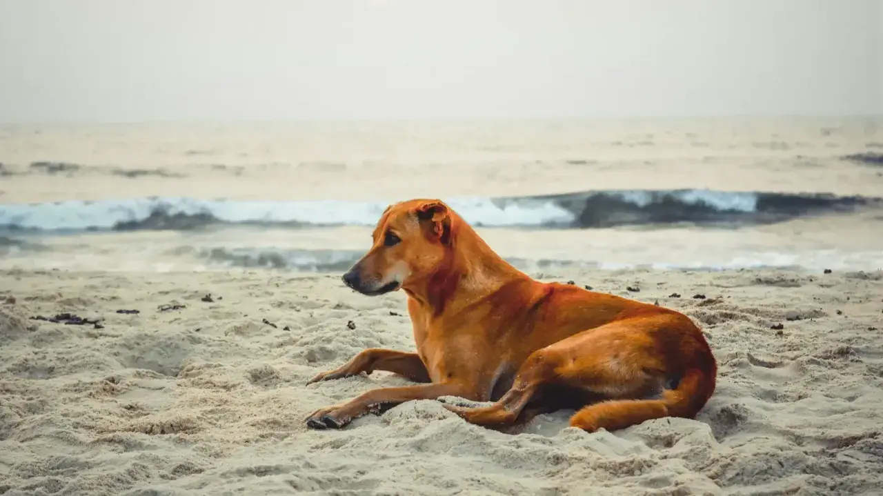 Brązowy piesek odpoczywa na piaszczystej plaży, ciesząc się wakacjami nad morzem.