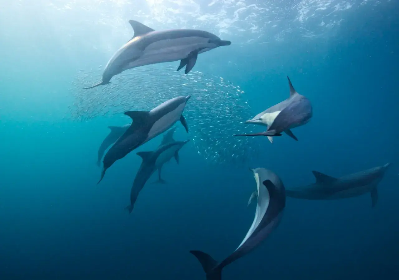 Stado delfinów, być może delfinów zwyczajnych, poluje na ławicę ryb. Różne gatunki delfinów żyją w oceanach.
