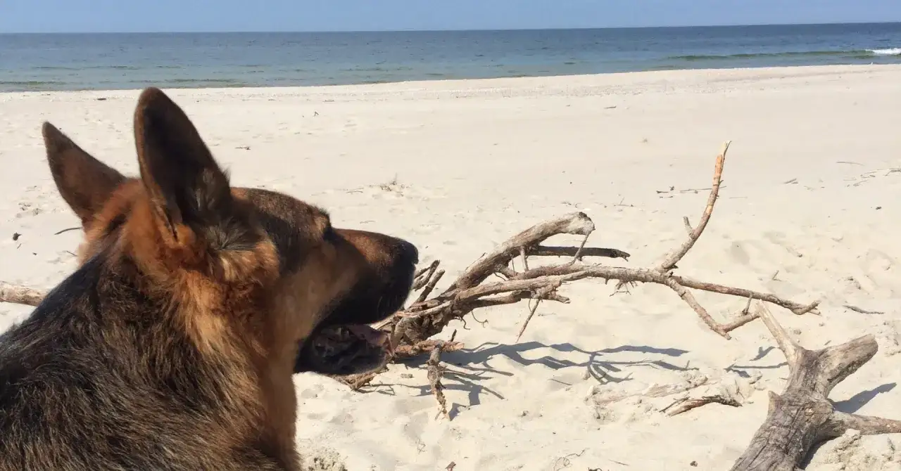 Owczarek niemiecki cieszy się wakacjami nad morzem z pieskiem, bawiąc się na piaszczystej plaży.