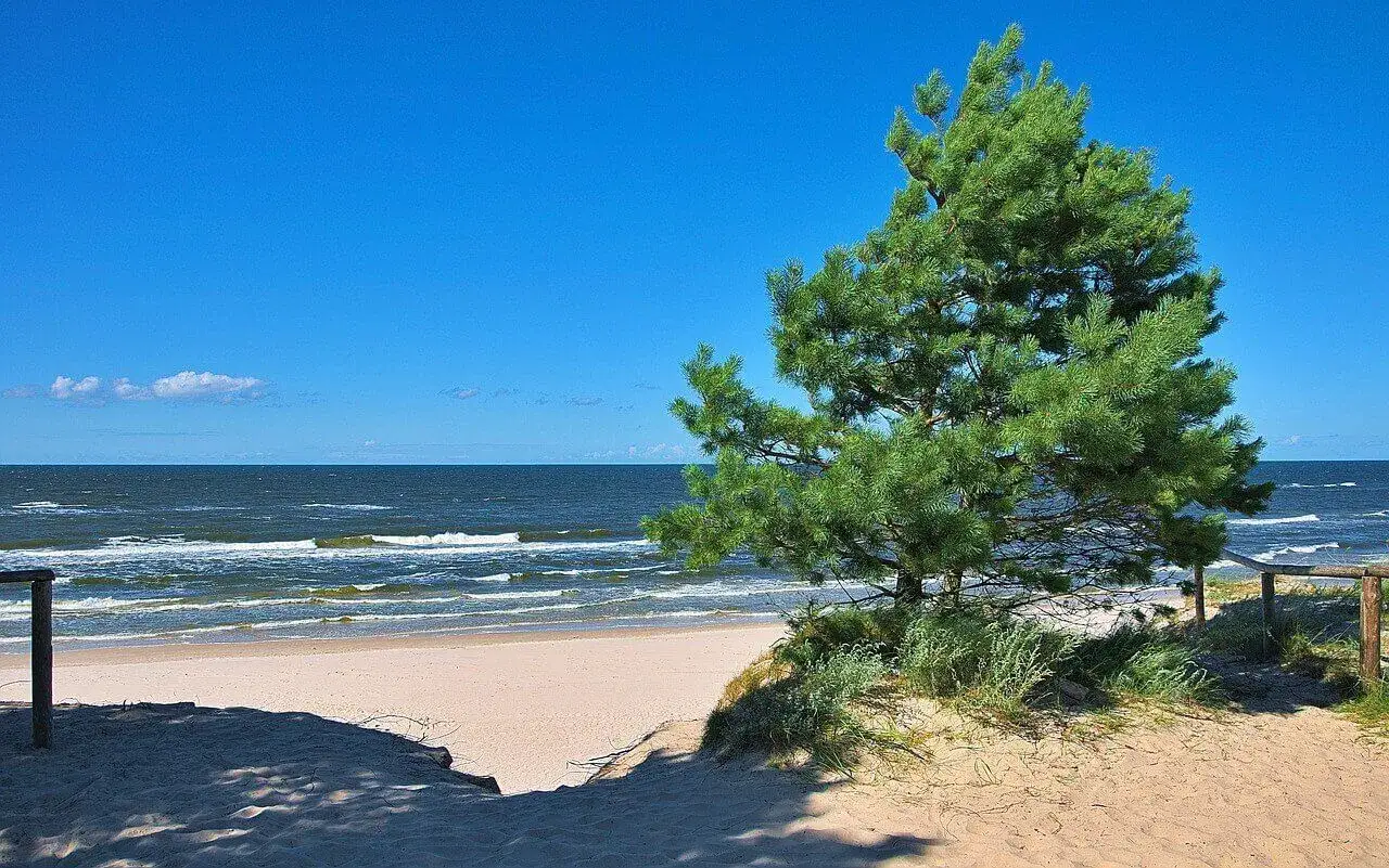 Piękny, słoneczny dzień nad morzem. Piaszczysta plaża, szum fal i samotna sosna tworzą idealny krajobraz.