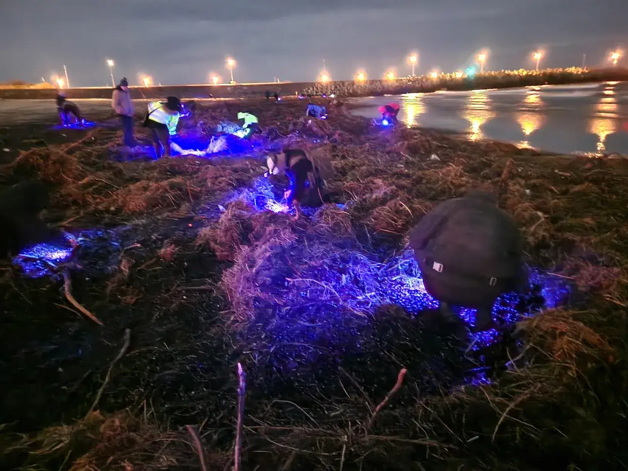 Nocne poszukiwania bursztynów na plaży. Wszędzie widać niebieskie światło UV, które pomaga znaleźć cenne skarby. Gdzie można znaleźć bursztyny w Polsce? Na Bałtyku!
