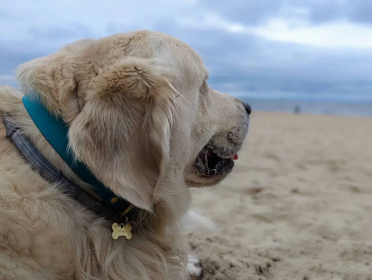 Złoty retriever na plaży, cieszący się wakacjami nad morzem z pieskiem.