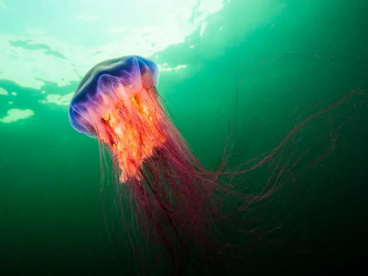 Fioletowo-pomarańczowa meduza z długimi, purpurowymi mackami. Czy meduza może zabić? Ta piękność oceanu budzi respekt.