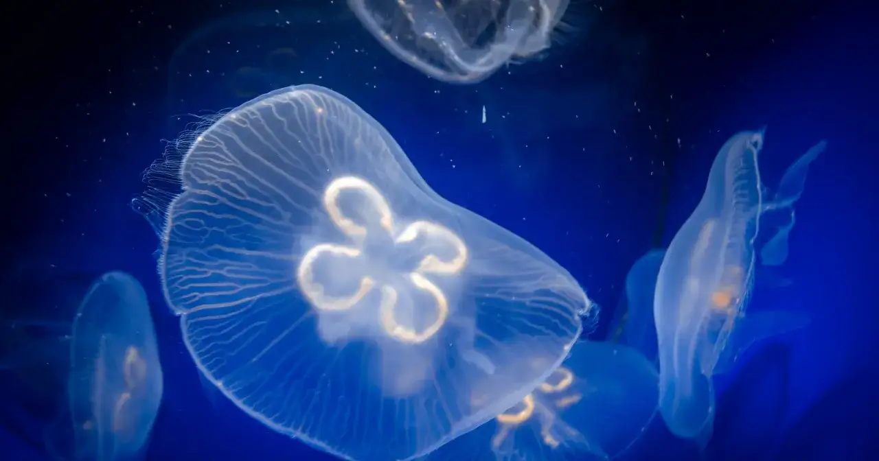 Przezroczyste meduzy unoszą się w ciemnym, niebieskim oceanie. Czy meduza może zabić? Niektóre tak, ale te wydają się spokojne.