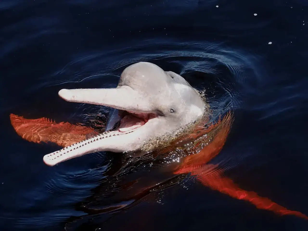 Różowy delfin rzeczny, jeden z fascynujących gatunków delfinów, wynurza się z ciemnej wody.