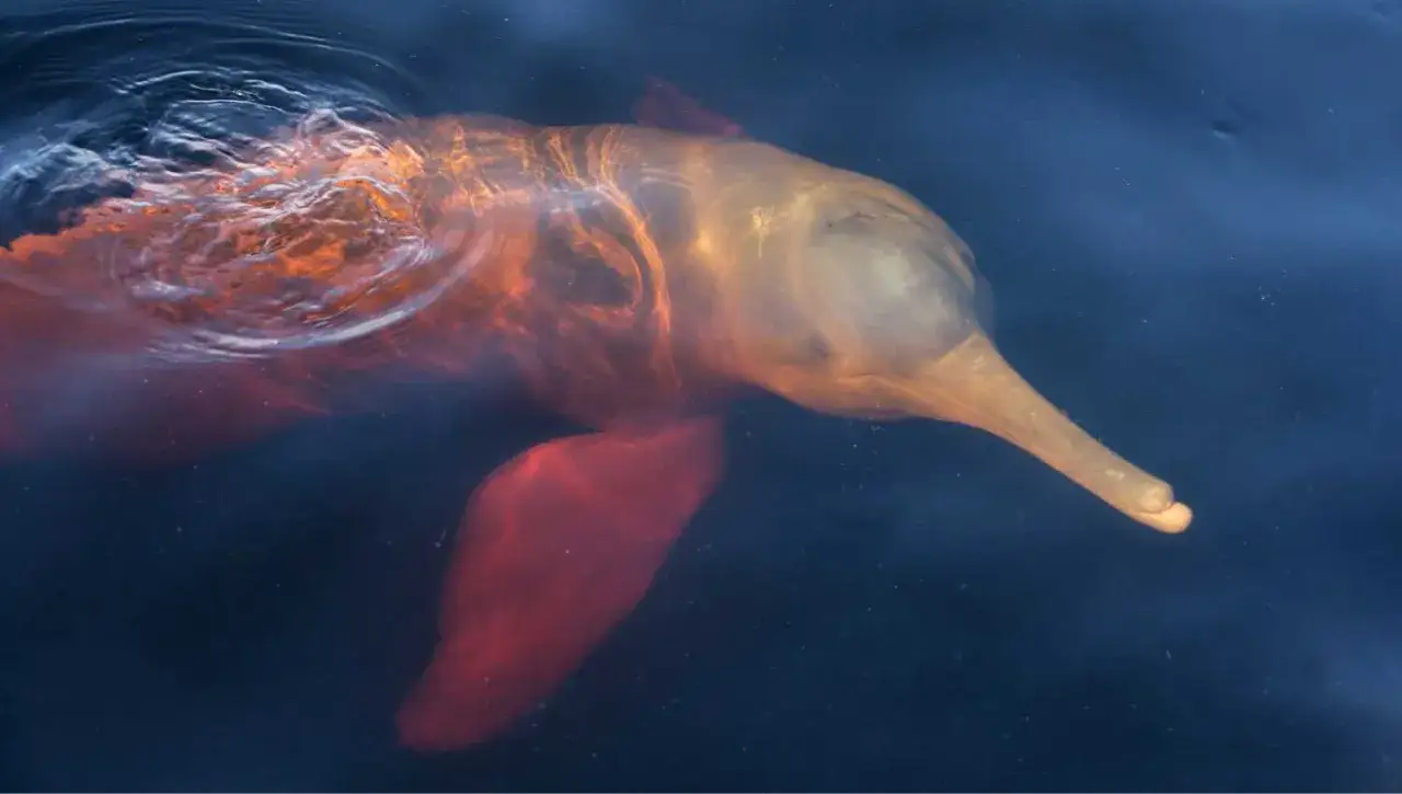 Różowy delfin rzeczny, jeden z fascynujących gatunków delfinów, wynurza się z ciemnej wody.