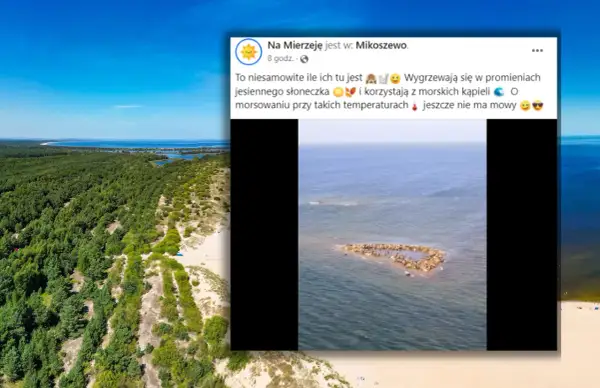 Gdzie zobaczyć foki nad Bałtykiem? Najlepsze miejsca i porady