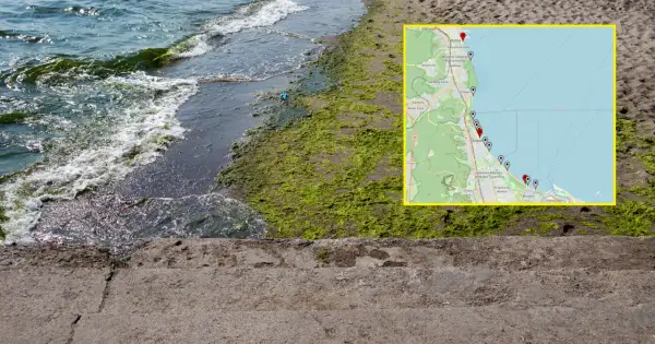 Gdzie sinice nad morzem? Mapa pokazuje miejsca z zakwitem sinic wzdłuż wybrzeża Bałtyku, od Gdyni po Gdańsk.
