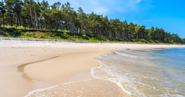 Piękna plaża z sosnowym lasem w tle, idealne miejsce na lubiatów nad morzem. Delikatne fale obmywają piaszczysty brzeg.