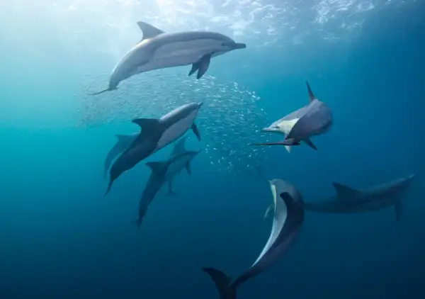 Stado delfinów, być może delfinów zwyczajnych, poluje na ławicę ryb. Różne gatunki delfinów żyją w oceanach.